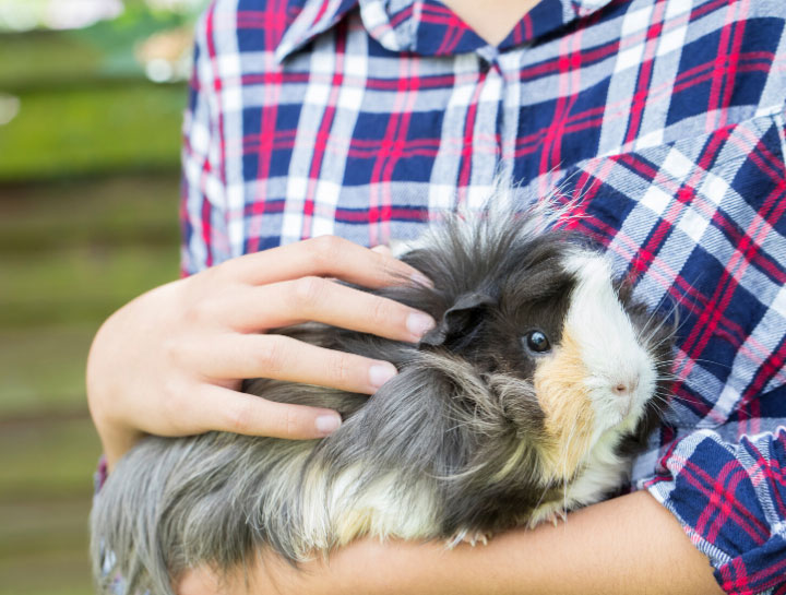 Rehoboth Beach Small Animal Veterinarian