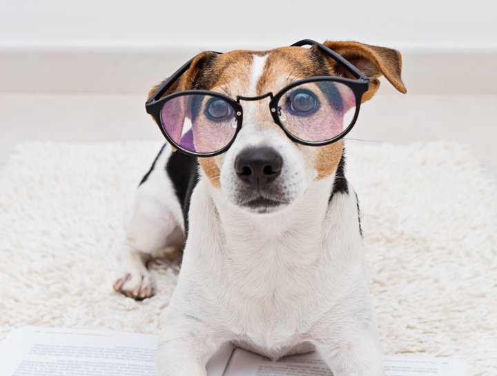 pet urgent care near me