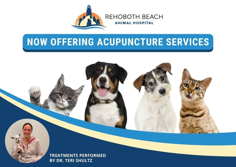 Carousel Slide 1: Learn More About Pet Acupuncture >